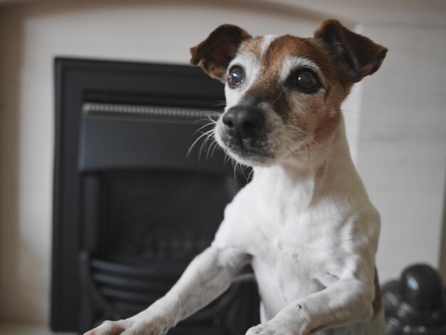 家に座っている犬