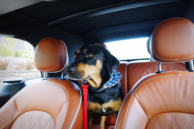 写真 車に座っている犬