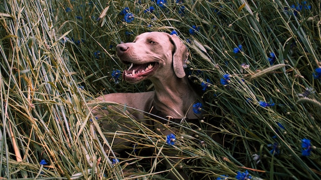 写真 野原に座っている犬