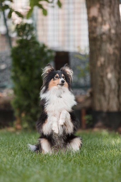 A dog sitting on its hind legs in the grass