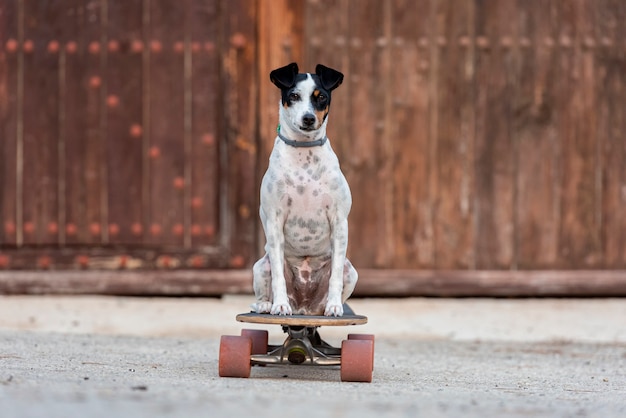 longboard에 앉아 개. 애완 동물 산책, 공원에서 스케이트 보드 배우기. 공간을 복사하십시오.