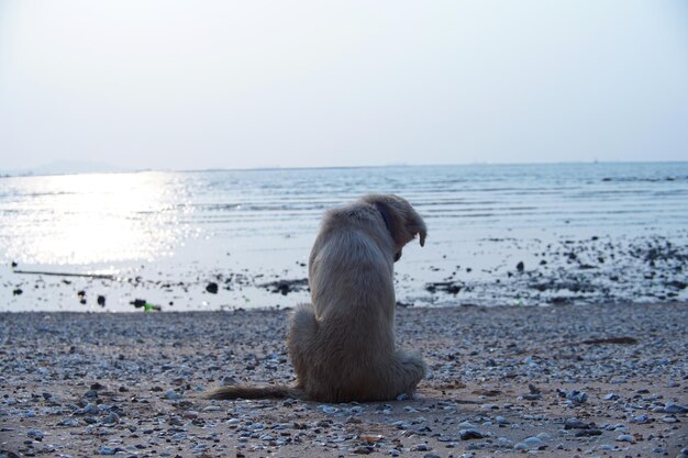 写真 ビーチに座っている犬