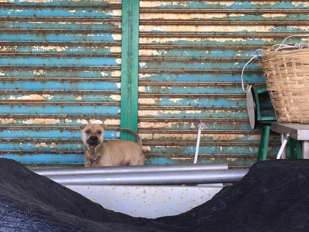 Фото Собака сидит на скамейке у стены.