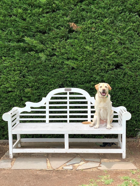 写真 公園のベンチに座っている犬