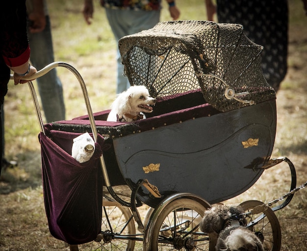 写真 自転車に座っている犬