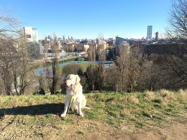 写真 都市風景を背景にフィールドに座っている犬