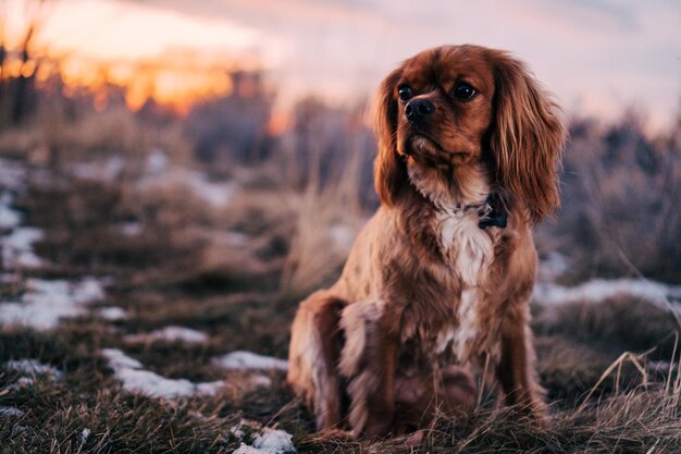 Фото Собака сидит на поле во время захода солнца