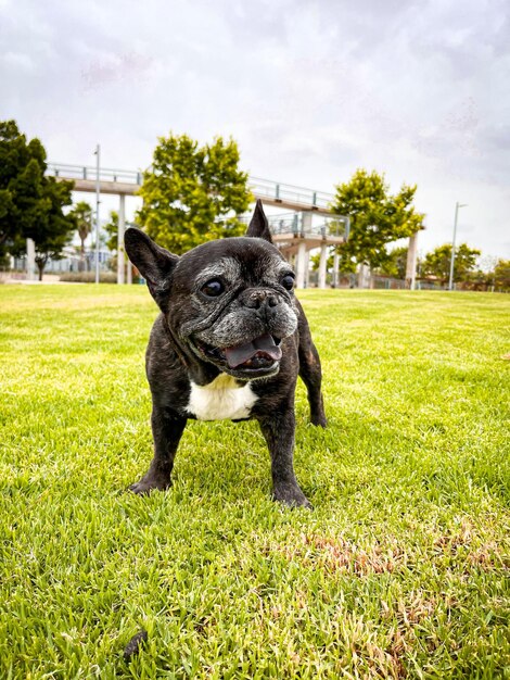 写真 野原に座っている犬