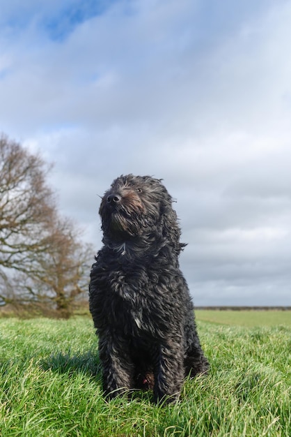 写真 野原の草の上に座っている犬