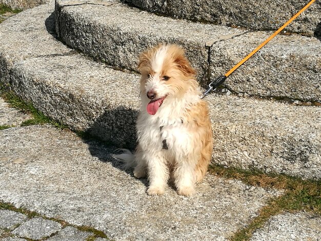 写真 草の上に座っている犬