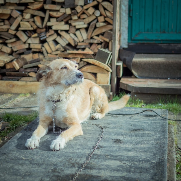 写真 丸太の上に座っている犬