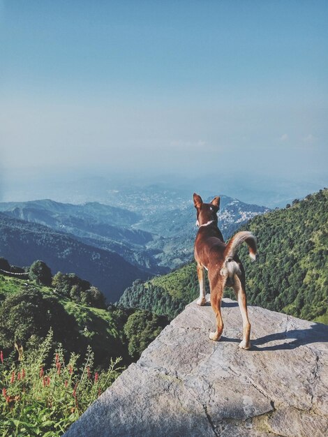 写真 天空を背景に山の上に座っている犬