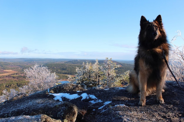 写真 天空を背景に岩の上に座っている犬