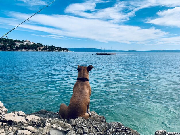 写真 空の反対側の海の岩の上に座っている犬