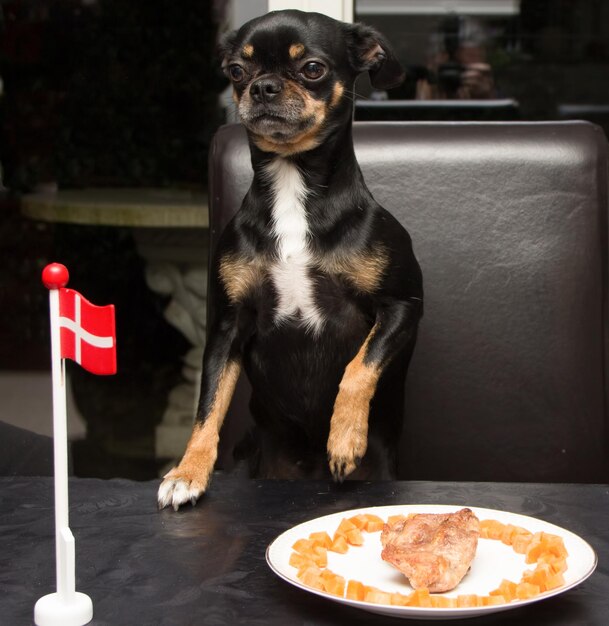 写真 テーブルに座っている犬