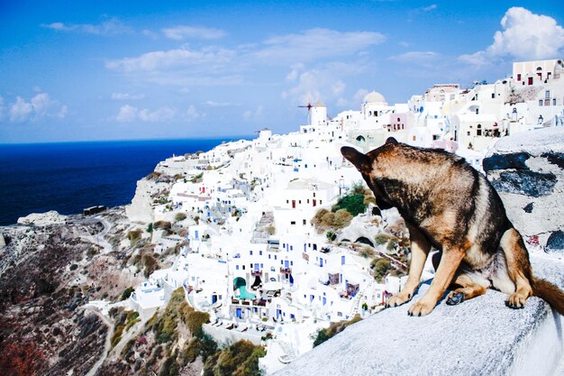 写真 家の向こうの壁に座っている犬