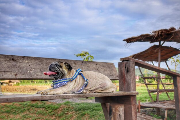 写真 空の向こうの土地で木の上に座っている犬