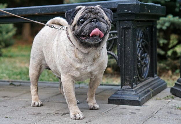 写真 外で座っている犬