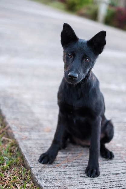 公園に座っている犬、何かを見ている若い黒犬