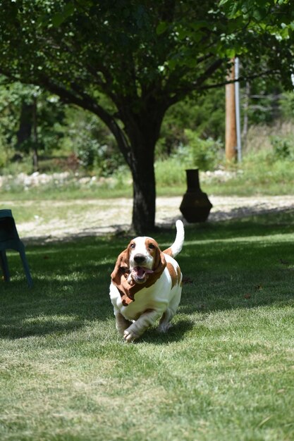 Foto cane seduto nel parco