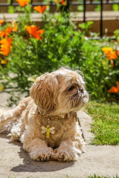 Foto cane seduto in un parco