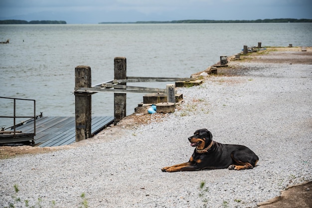 Cane seduto sul moloil rottweiler è una robusta razza da lavoro di grande forza discendente dai mastini delle legioni romane