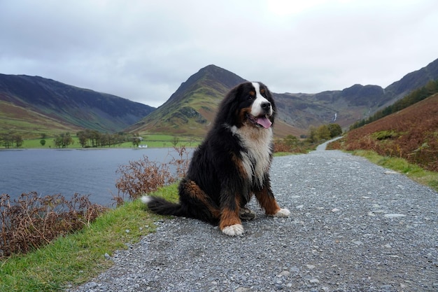 Dog sitting on road by mountain against sky