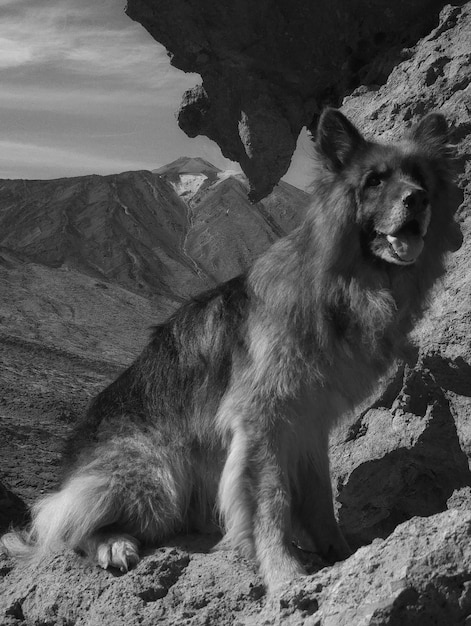 Photo dog sitting on rock against mountains