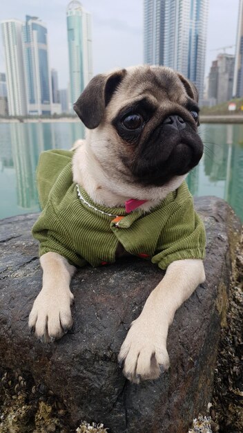 Photo dog sitting on rock in park