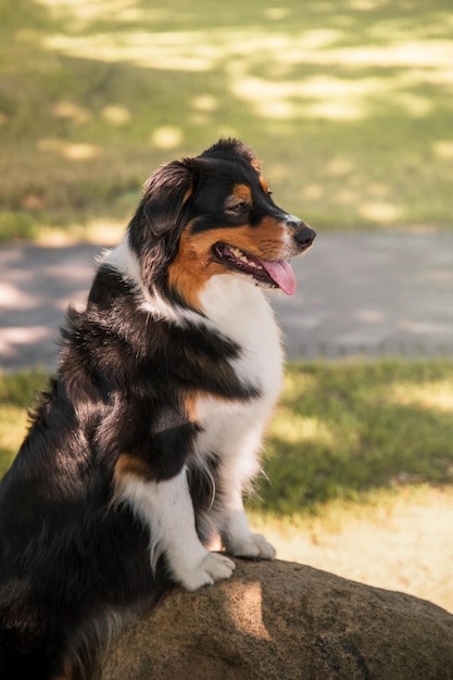 Foto un cane seduto su una roccia con la lingua fuori