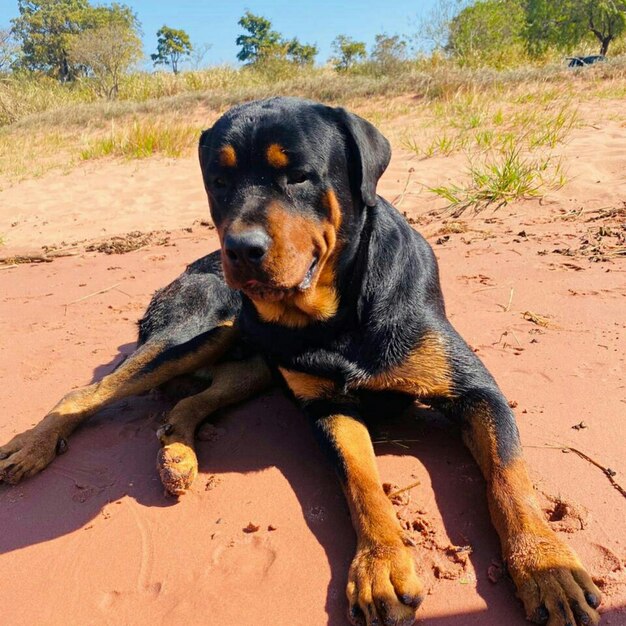 Dog sitting on sand