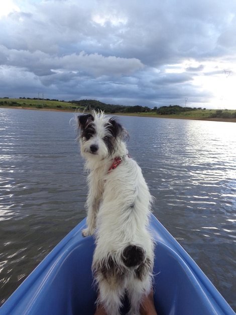 Photo dog sitting in sea against sky