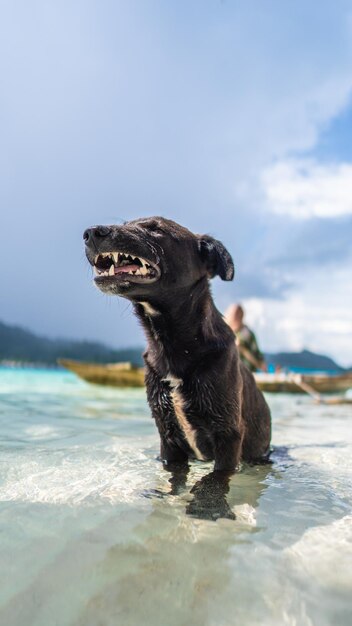 Photo dog sitting in sea