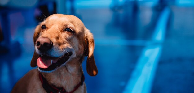 フェリーで日陰に座って喘ぐ犬