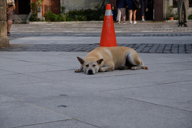 Dog sitting on sidewalk
