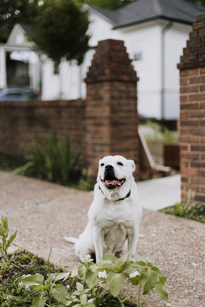 Foto cane seduto sul marciapiede