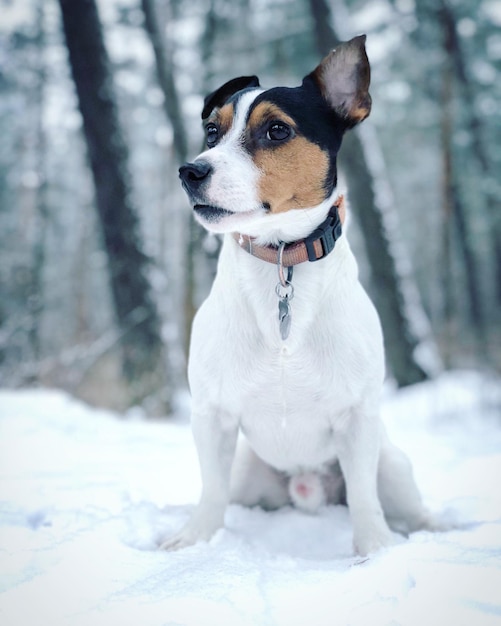 森の雪地に座っている犬