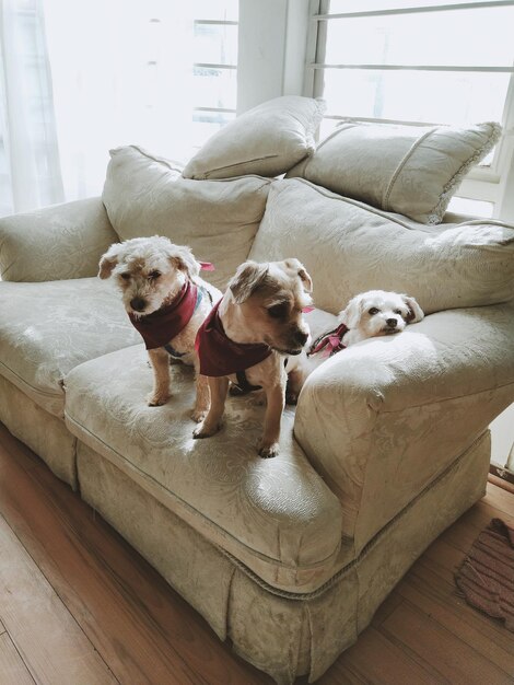 Photo dog sitting on sofa at home