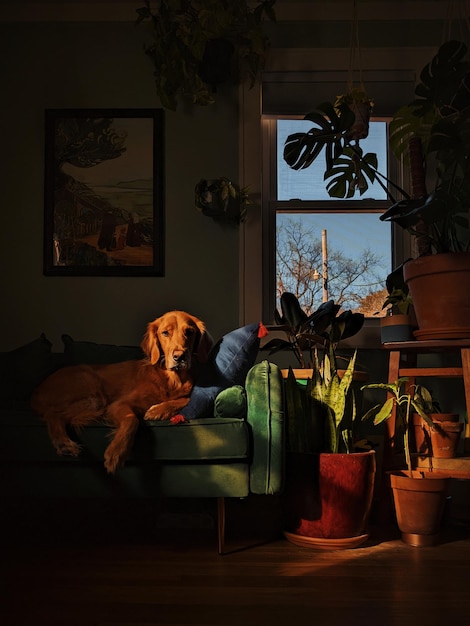 Photo dog sitting on sofa at home