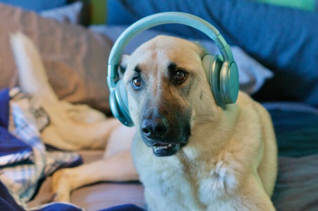 Foto cane seduto sul divano