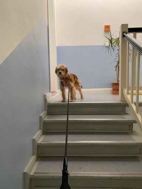 Dog sitting on staircase of building