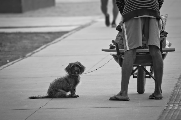 Photo dog sitting on street