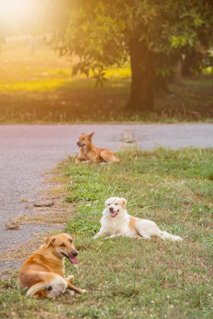 dog sitting on the street