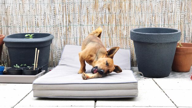 Photo dog sitting on a table