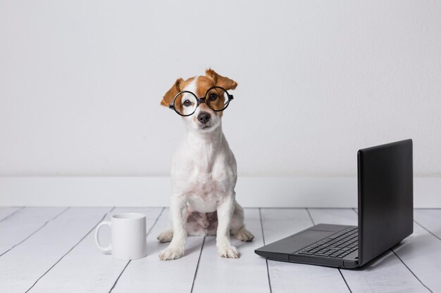 Photo dog sitting on table