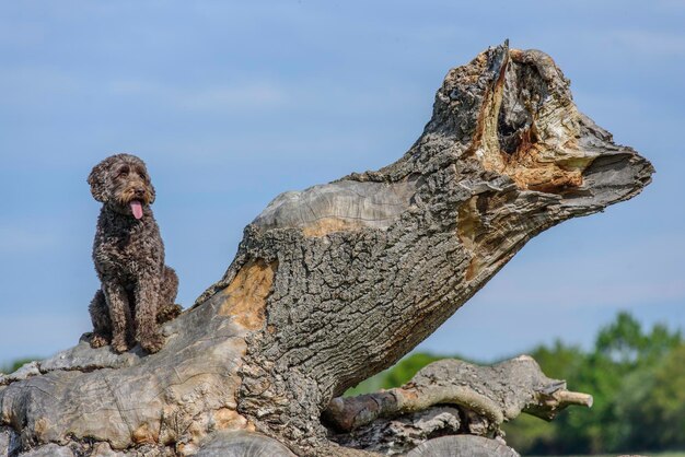 Dog sitting on a tree trunk against sky