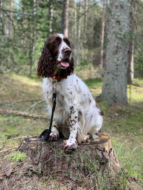 Photo dog sitting on tree trunk in forest