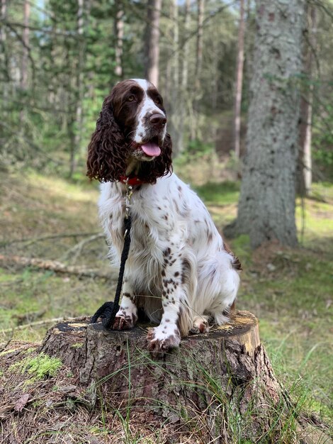 Photo dog sitting on tree trunk in forest