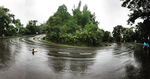 Foto cane seduto sulla strada bagnata vicino agli alberi durante la stagione delle piogge