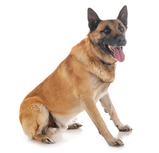 Dog sitting on white background